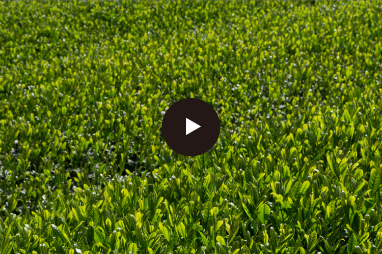 高橋製茶の茶畑ムービー