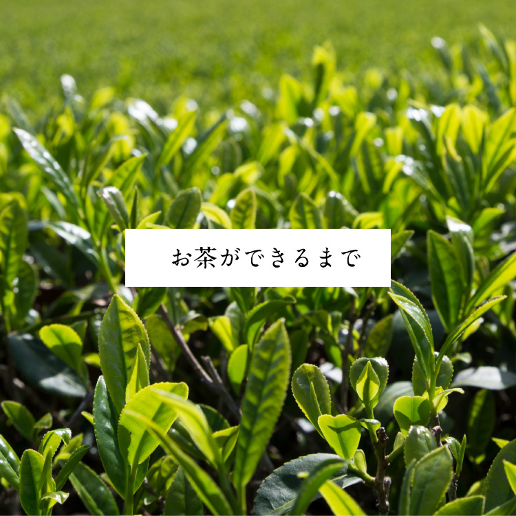 お茶ができるまで